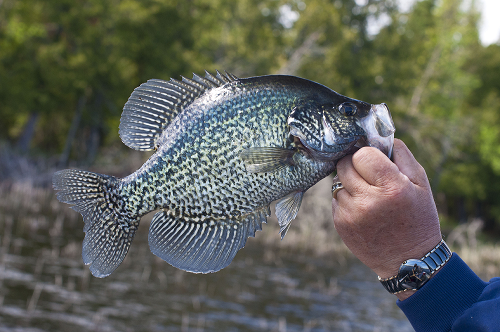 Spring Crappie tips for Rainy Lake in Northern Minnesota